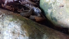 Natrix astreptophora