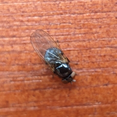Lonchaea