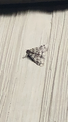 Phigalia denticulata