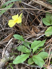 Crocanthemum carolinianum