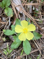 Crocanthemum carolinianum
