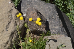 Calceolaria filicaulis