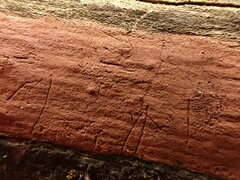 Hypoxylon rubiginosum