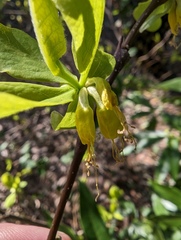 Dirca occidentalis