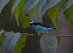 Dacnis lineata