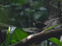 Microcerculus marginatus