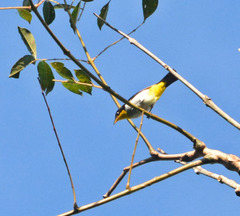 Hemithraupis flavicollis