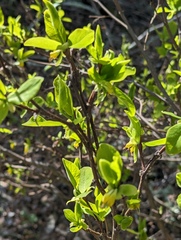 Dirca occidentalis