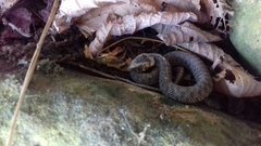 Natrix astreptophora