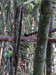 Ramphocelus flammigerus flammigerus