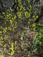 Dirca occidentalis
