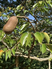Hymenaea courbaril