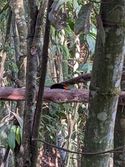 Ramphocelus flammigerus flammigerus