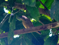 Cymbilaimus lineatus