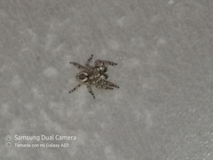 Mexigonus