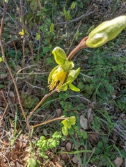 Dirca occidentalis