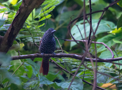 Thamnophilus palliatus