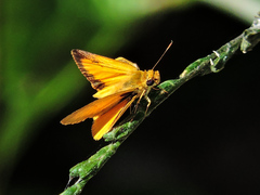 Zariaspes mythecus