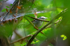 Epinecrophylla leucophthalma