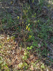 Dirca occidentalis