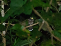 Nyctiphrynus ocellatus