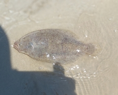 Citharichthys spilopterus