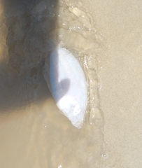 Citharichthys spilopterus