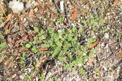 Erodium cicutarium