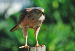 Accipiter rufitorques