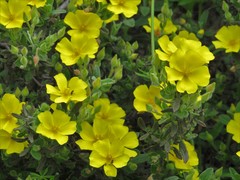 Cistus lasianthus alyssoides