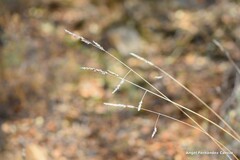 Dactylis glomerata hispanica