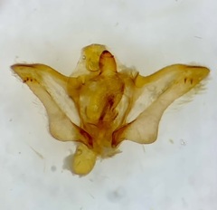 Aethes rana