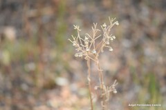 Andryala integrifolia