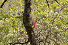 Tillandsia erubescens