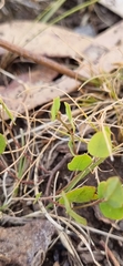 Bossiaea prostrata