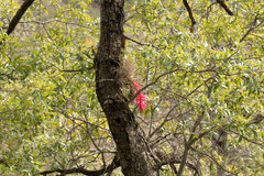Tillandsia erubescens