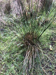 Juncus patens