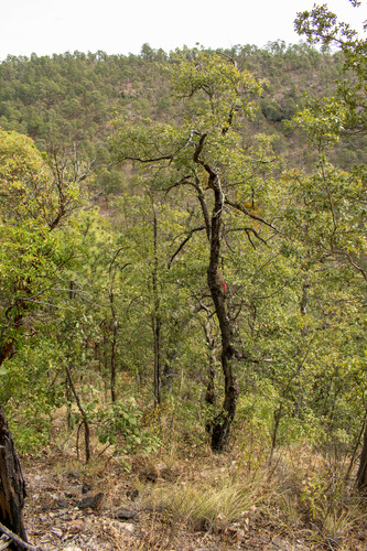 Quercus obtusata, photograph 6