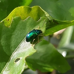 Colaspis laeta