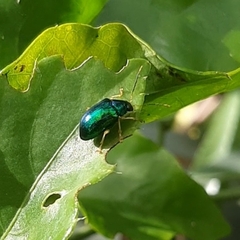 Colaspis laeta