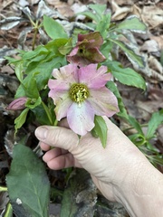 Helleborus orientalis