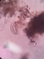 Spirotrichea