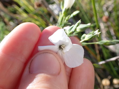 Linum monogynum