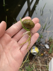 Lilaeopsis carolinensis