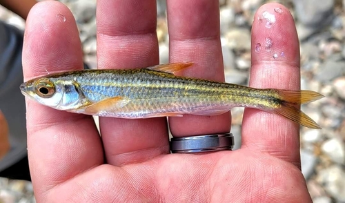 Duskystripe Shiner
