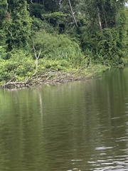 Nannopterum brasilianum