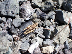 Phaulacridium marginale