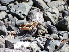 Phaulacridium marginale