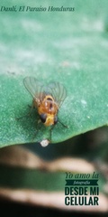 Ormia
