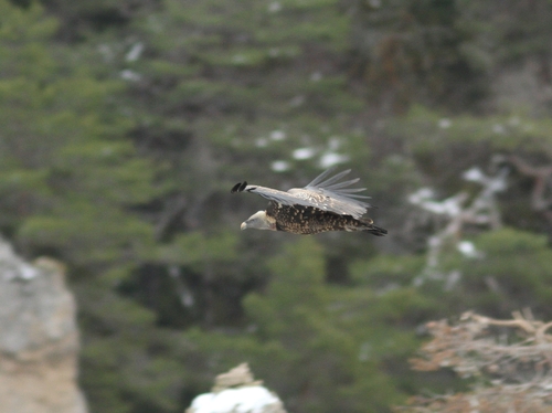 Vautour de Rüppell (Gyps rueppelli)